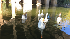 Anser cygnoides domesticus