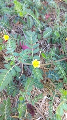 Tribulus