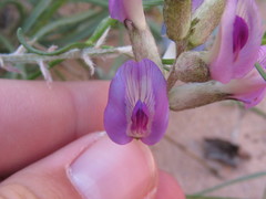 Astragalus amphioxys