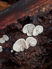 Crepidotus versutus
