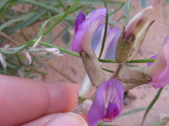 Astragalus amphioxys