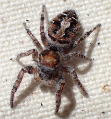 Phidippus comatus