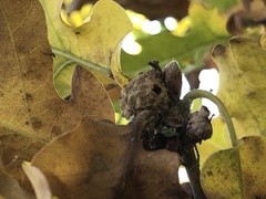 Andricus caliciformis