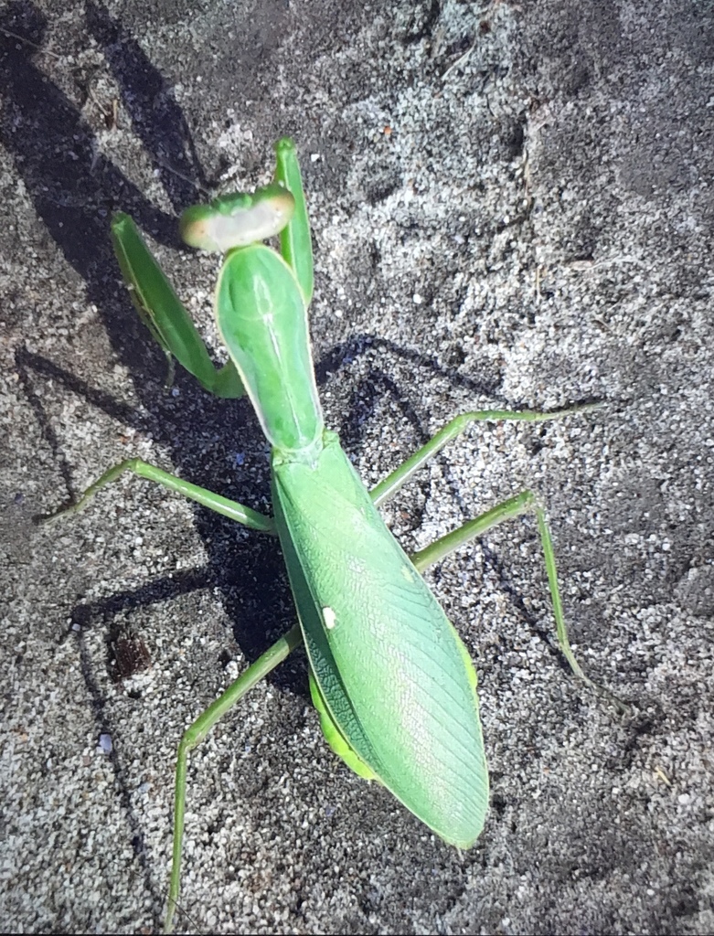 Hierodula assamensis