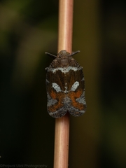 Lophopinae