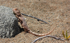 Agama anchietae