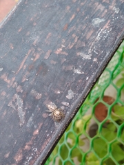 Hyllus semicupreus