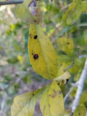Calonectria avesiculata