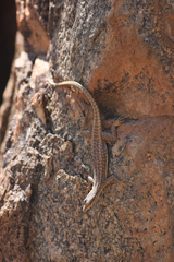 Platysaurus attenboroughi