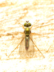 Diaphorinae