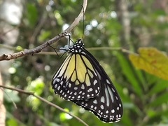 Parantica aspasia