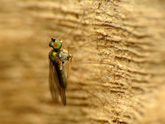 Diaphorinae