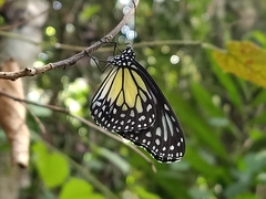 Parantica aspasia