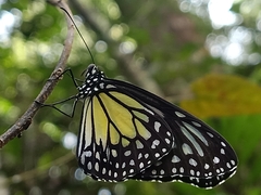 Parantica aspasia