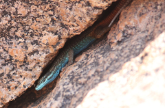 Platysaurus attenboroughi
