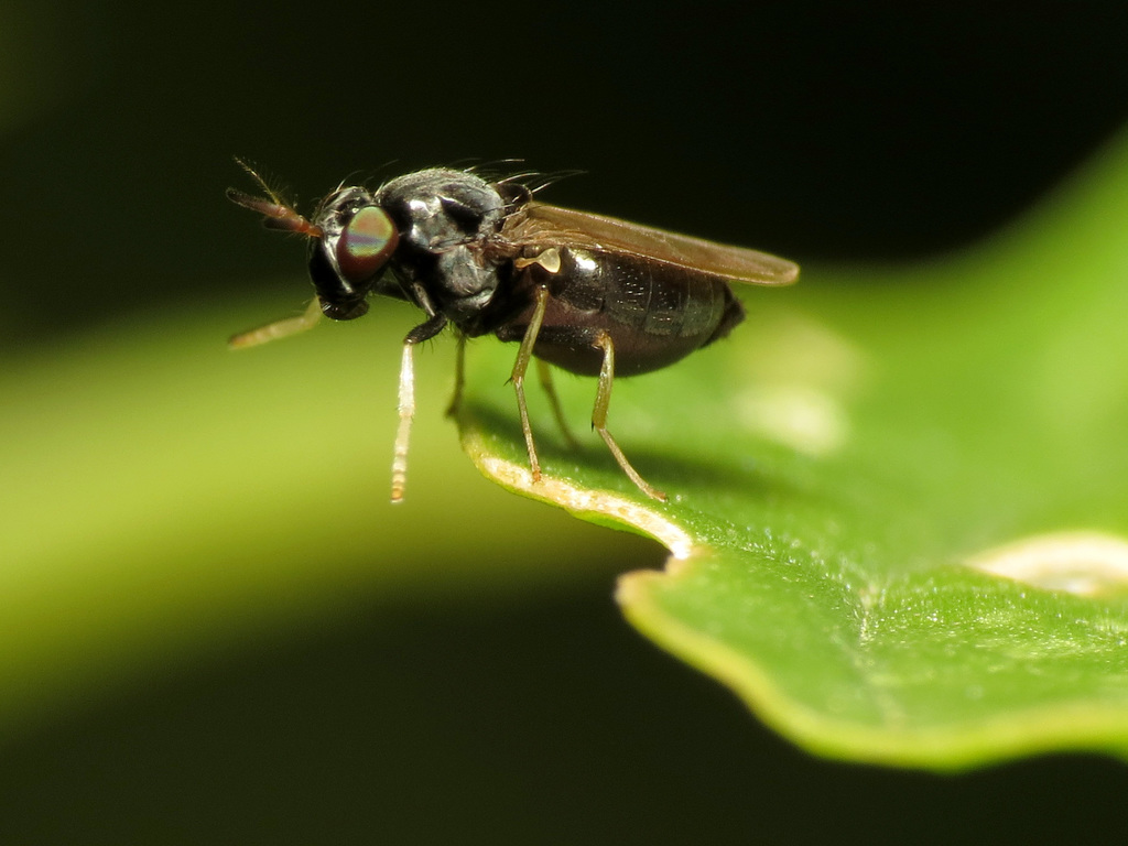 Melanomyza signatifrons