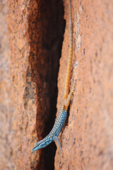 Platysaurus attenboroughi