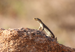Platysaurus attenboroughi