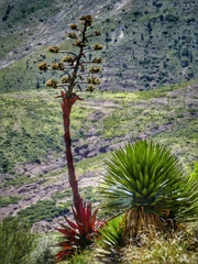 Agave gentryi
