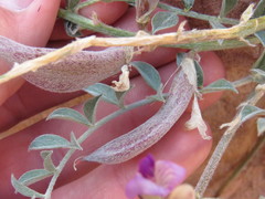Astragalus amphioxys