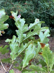 Quercus austrina
