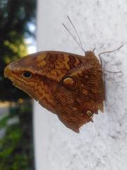 Opsiphanes boisduvallii