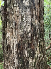 Quercus austrina