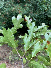 Quercus austrina