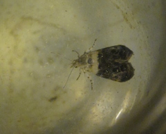 Neocaloreas leucobasis
