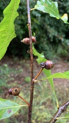 Quercus austrina