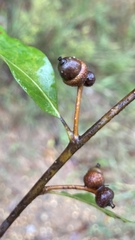 Quercus austrina