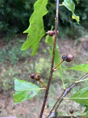 Quercus austrina