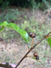 Quercus austrina