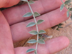 Astragalus amphioxys