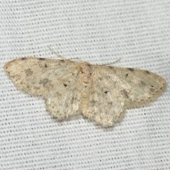 Scopula plantagenaria