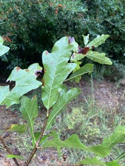 Quercus austrina