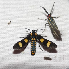 Phoenicoprocta hampsonii