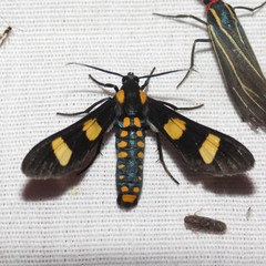 Phoenicoprocta hampsonii