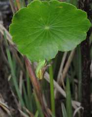Hyla squirella