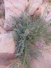 Astragalus amphioxys