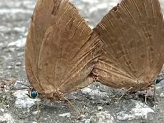 Arhopala epimuta