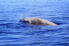 Ziphius cavirostris