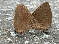 Arhopala epimuta