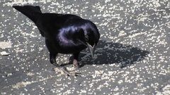 Molothrus bonariensis