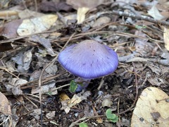 Cortinarius iodeoides