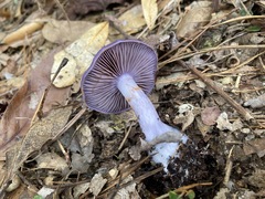 Cortinarius iodeoides