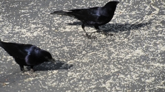 Molothrus bonariensis