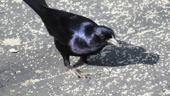 Molothrus bonariensis