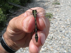 Ophiogomphus carolus