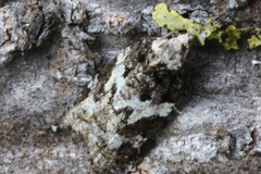Acleris variana